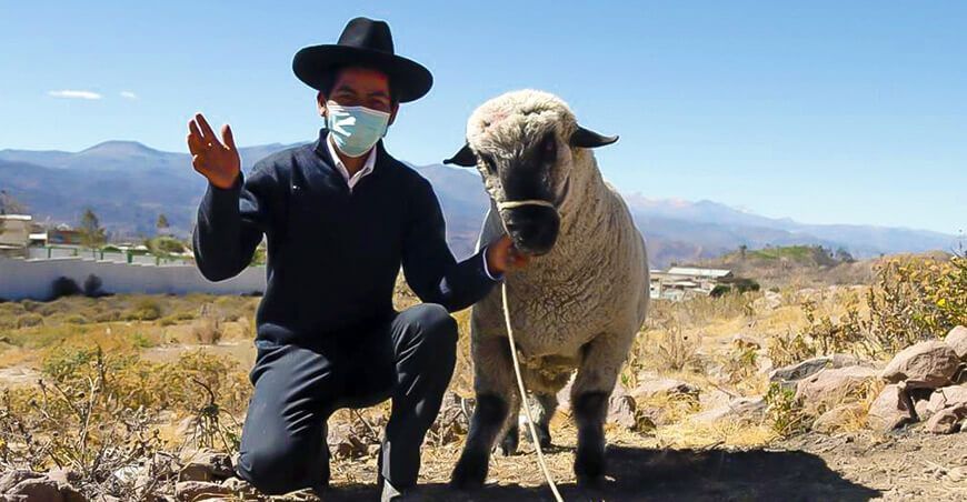miniestablos crianza de ovinos Tacna