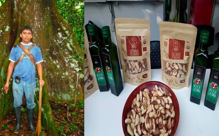 Ronap aprovecha racionalmente el bosque de castañas