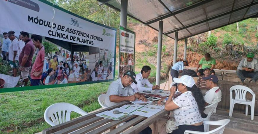 Productores de Tabalosos adoptan tecnologías para proteger el cacao en San Martín INIA Perú