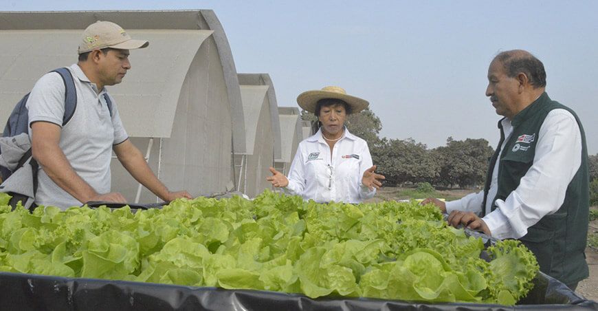 Instalarán módulos hidropónicos para producción de hortalizas en 9 regiones del sur