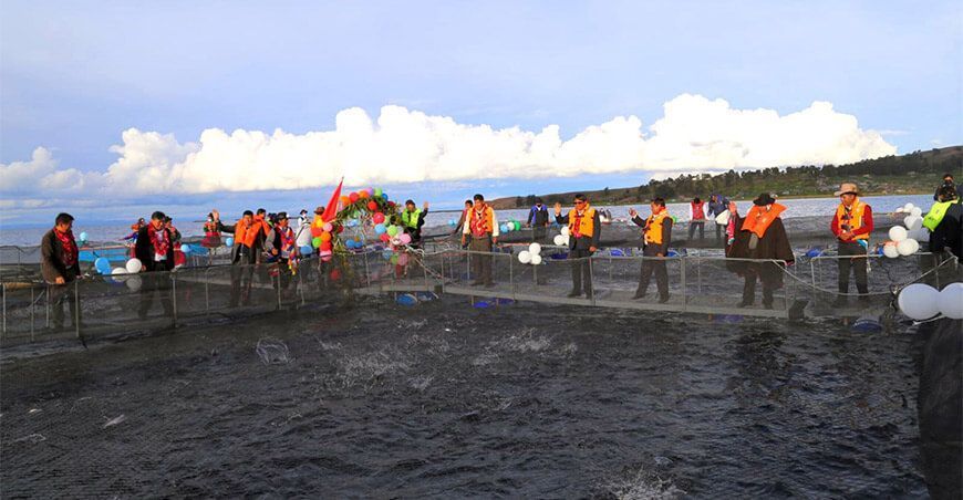 módulos de jaulas para la crianza de truchas
