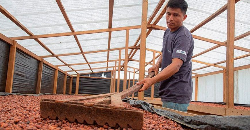 módulos de secado de granos de cacao