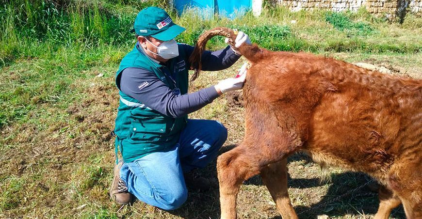 Realizan monitoreo serológico para determinar la presencia de brucelosis bovina