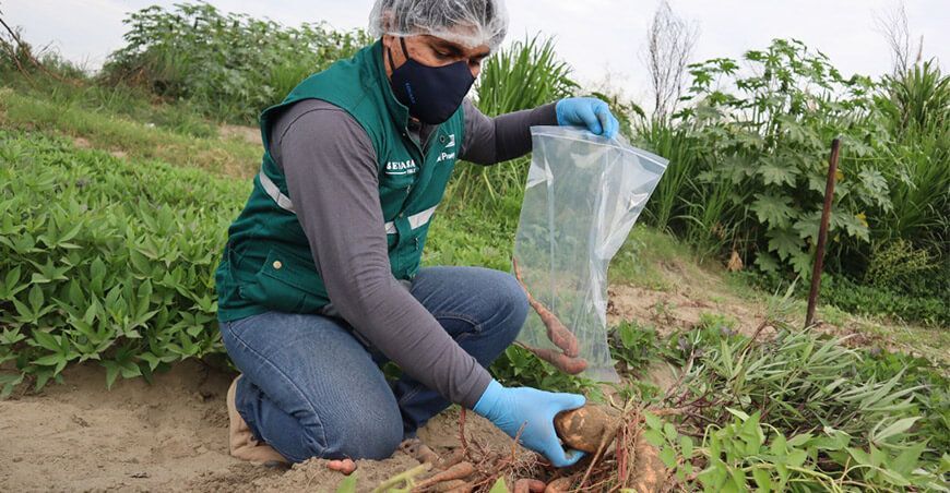 Senasa monitorea cultivos orgánicos