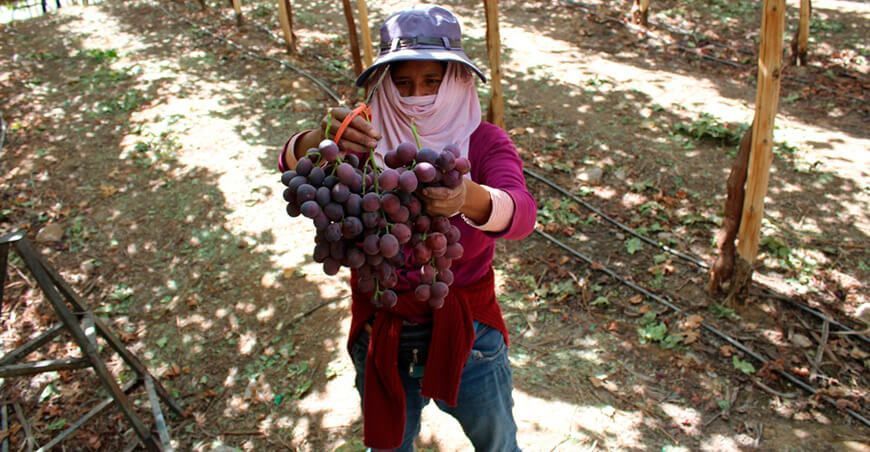 Productores de Moquegua exportan uva Red Globe