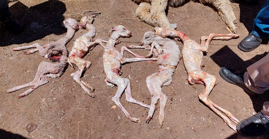 mortandad de alpacas sequía Perú