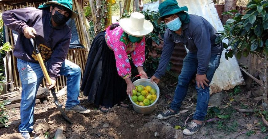 Lambayeque: buscan erradicar la mosca de la fruta en once comunidades de Cañaris