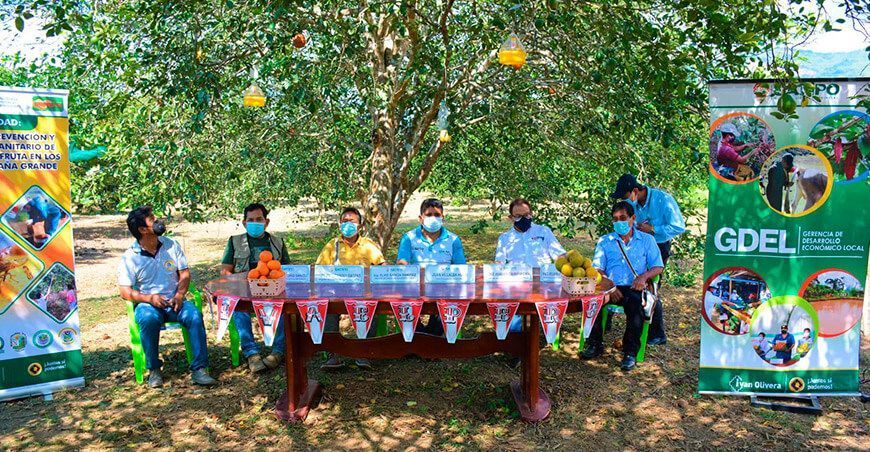 Logran reducir en un 85 % la incidencia de mosca de la fruta en la selva central