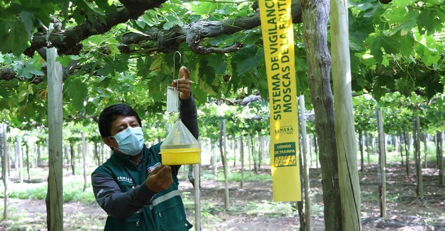 Piura se mantiene en etapa de erradicación de mosca de la fruta trampas Senasa Perú