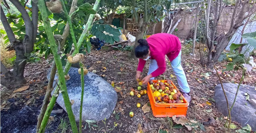 control de moscas de fruta productores