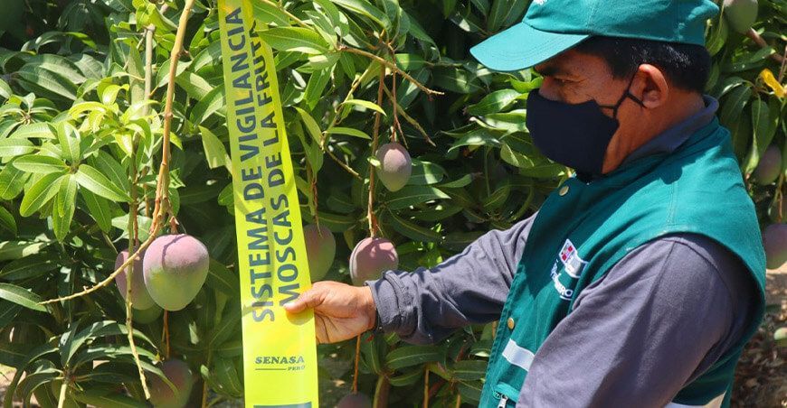 moscas de la fruta Senasa Piura