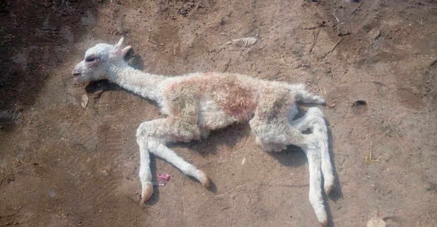 mueren alpacas por escasez de pastos