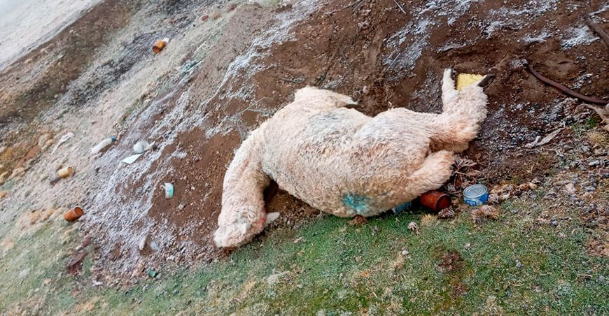 Heladas causan la muerte de 80 ovinos y 110 alpacas en Huayllay