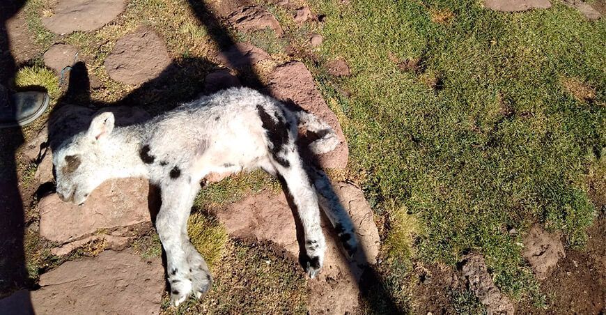 Heladas causan la muerte de 80 ovinos y 110 alpacas en Huayllay