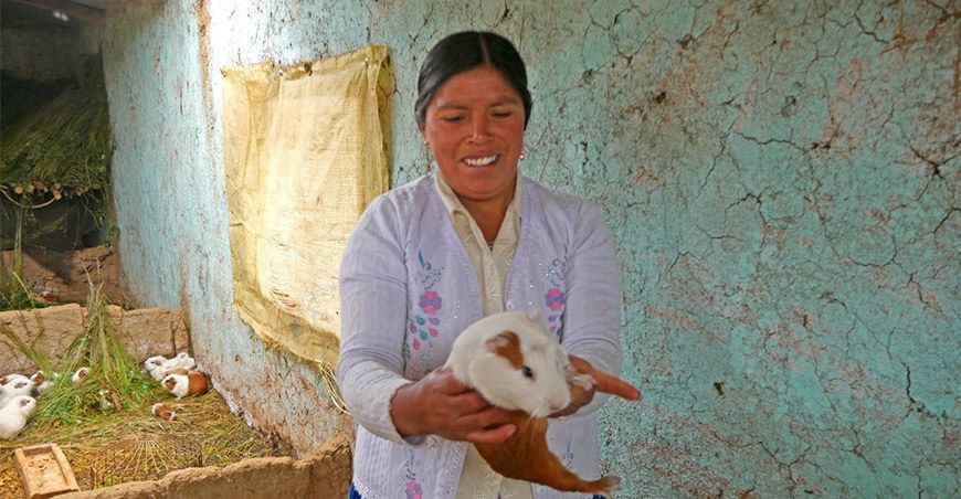 Mujeres emprendedoras impulsan la crianza de cuy en Ancash
