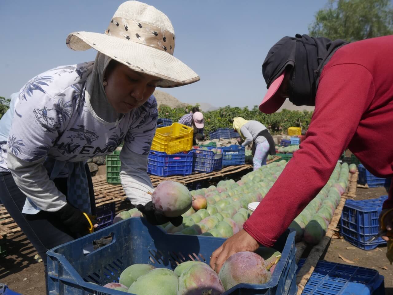 exportación de cultivo mango Moro Áncash Perú