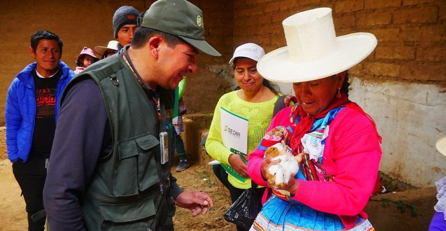 Fortalecen la crianza de cuyes en Pamparomás con la entrega de reproductores Sedir Perú