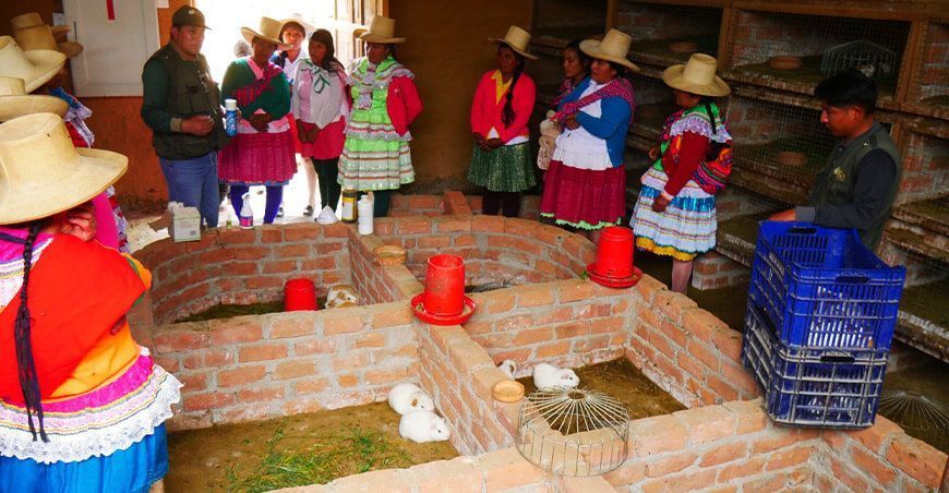 Áncash usan idioma quechua para capacitar a mujeres sobre crianza de cuyes