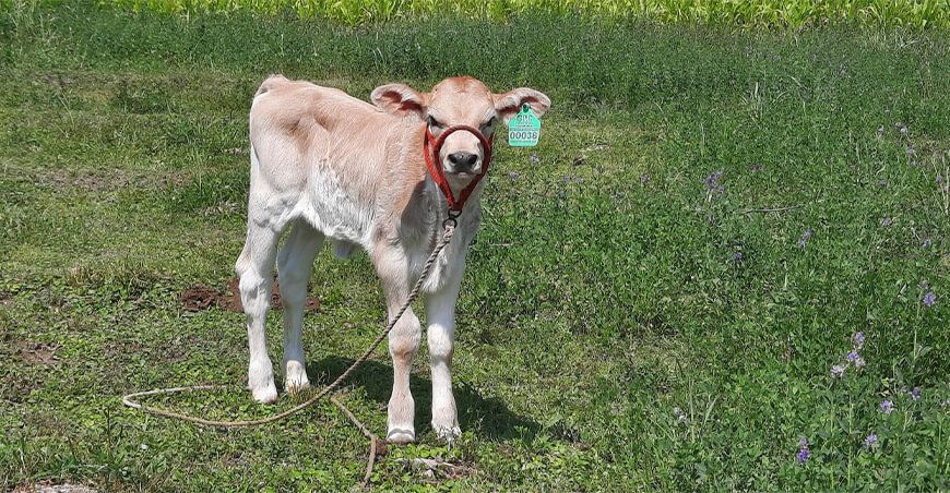 nacen los primeros becerros por inseminación artificial en Cajabamba