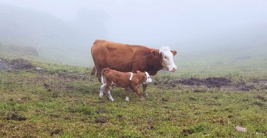 Nacen terneros con alto valor genético en Cajamarca