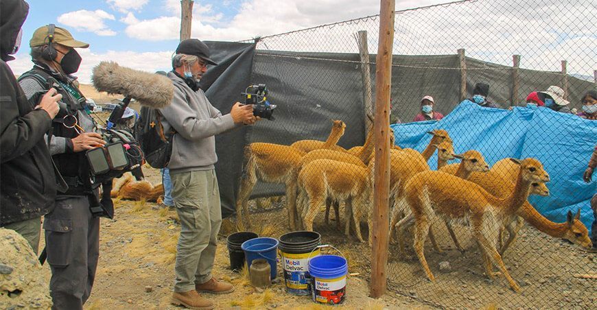 National Geographic elaborará documental de chaccu de vicuñas en Puno