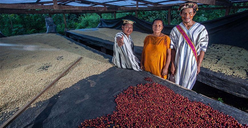Nativos producen café y cacao en sistemas agroforestales
