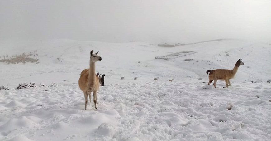 nevada nieve alpacas y llamas sierra Arequipa
