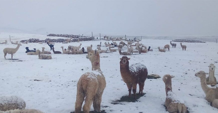 helada y nevada en la sierra Perú