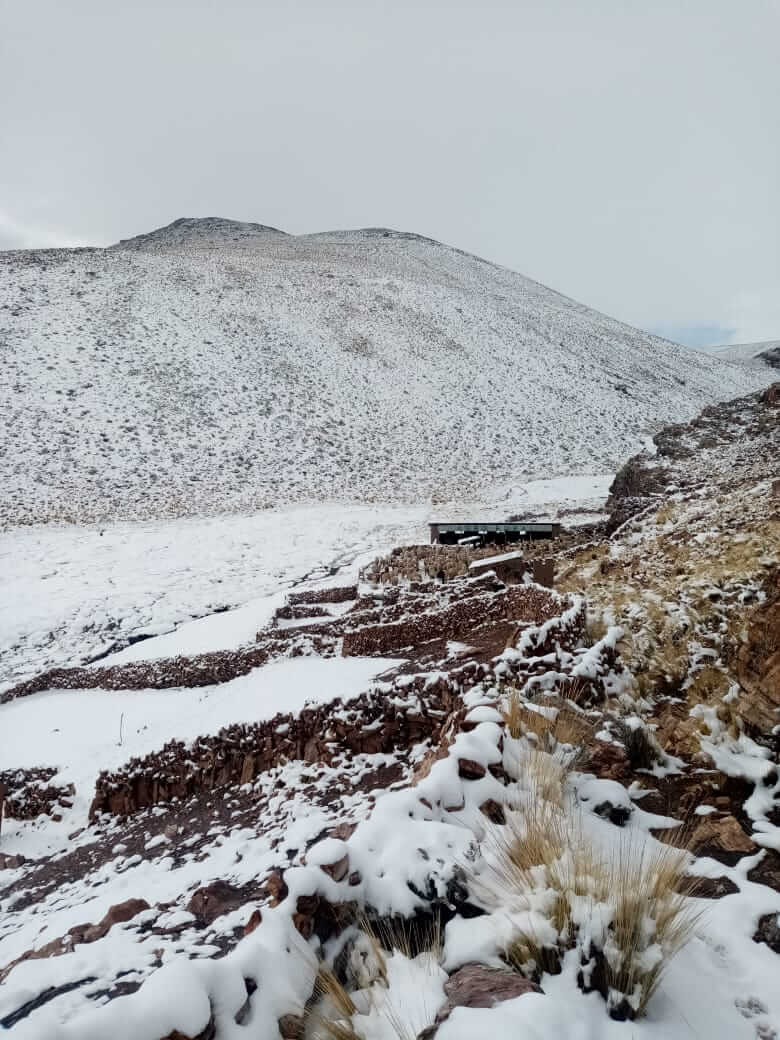Heladas y nevadas afectan ganadería en Moquegua
