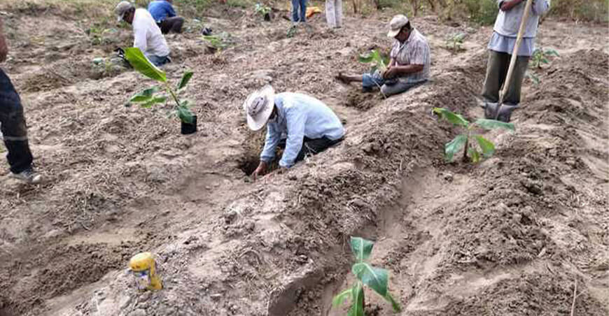 INIA implementa primer núcleo genético de plátano en Piura