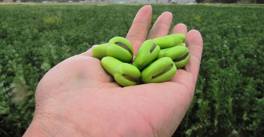 INIA 444 Siwina, nueva variedad de haba con alto valor genético