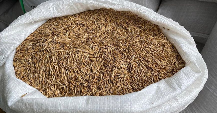 Avena forrajera INIA 909 KATEKYL