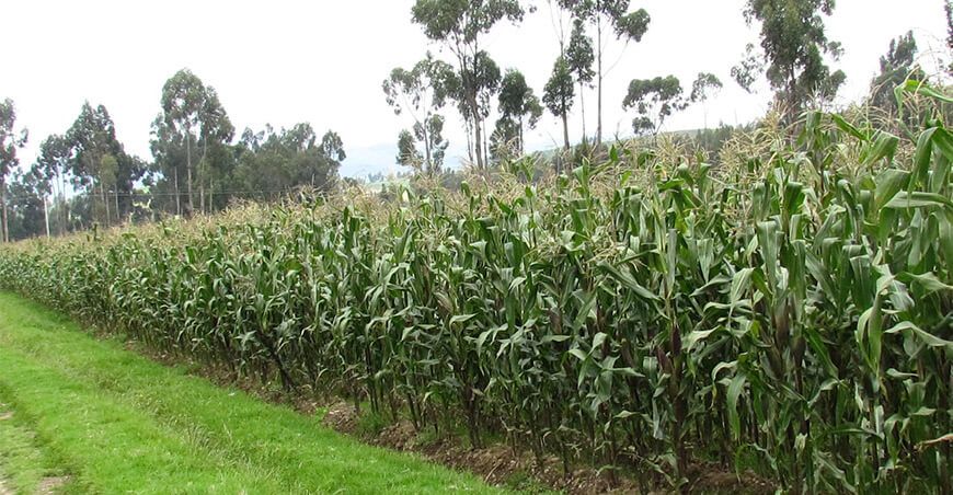 INIA 628 Yuracc Choccllo, nueva variedad de maíz amiláceo