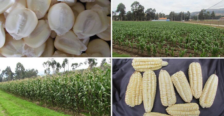 INIA 628 Yuracc Choccllo, nueva variedad de maíz amiláceo
