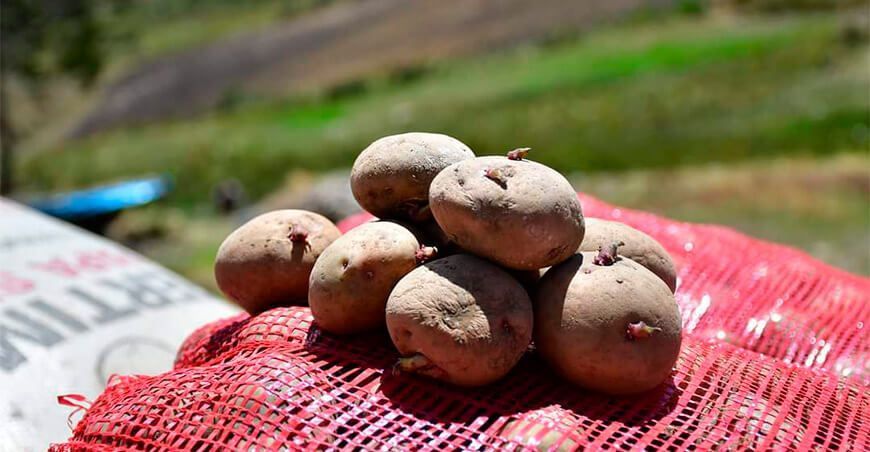 Liberarán nueva variedad de papa especial para fritura y horneado
