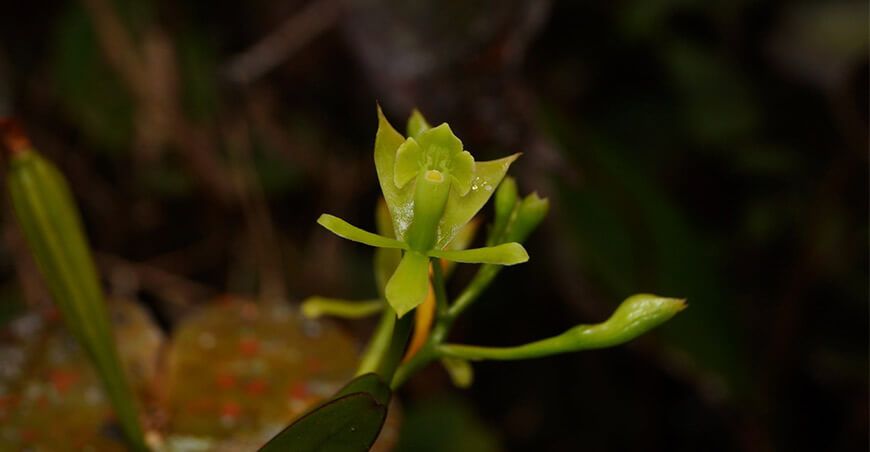 Descubren seis nuevas especies de orquídeas en el Bosque de Protección Alto Mayo