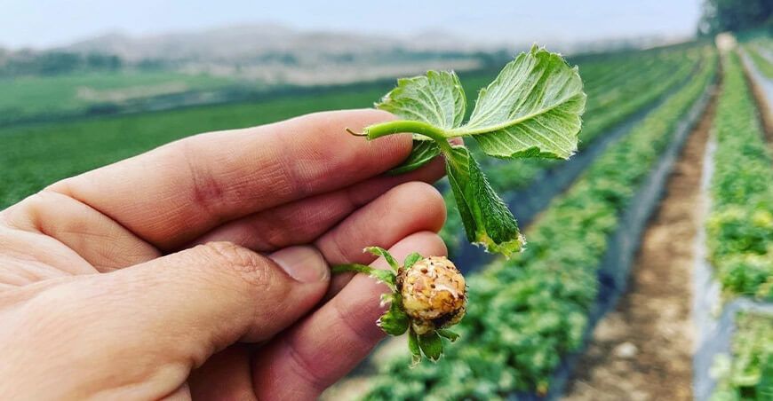 Aparecen dos nuevas plagas en el cultivo de fresa en Perú