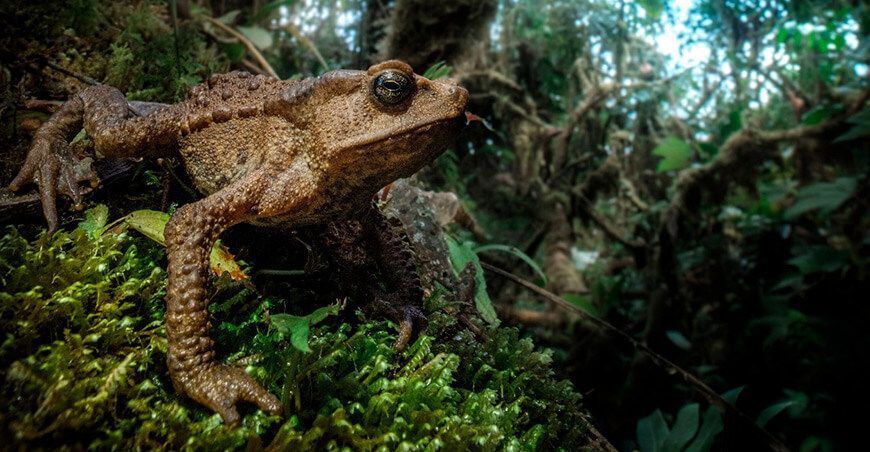 nuevas especies de anfibios y reptiles el Santuario Nacional Cordillera de Colán