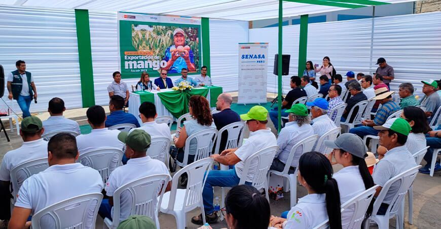 Senasa oficializa inicio de campaña de exportación de mango en Ancash