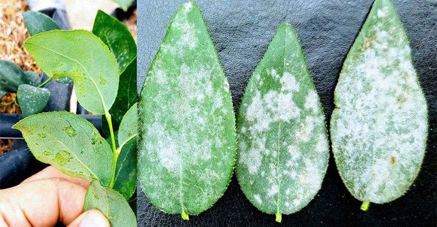 El oídio del arándano ya está presente en cuatro zonas productoras del país