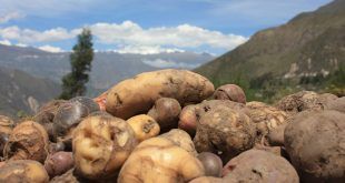 cultivo de papa Perú