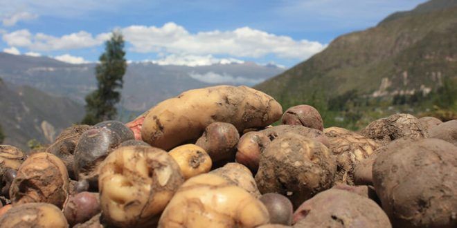 cultivo de papa Perú