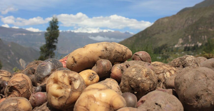 cultivo de papa Perú