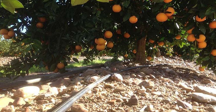 Cítricos: tres claves para lograr un riego óptimo