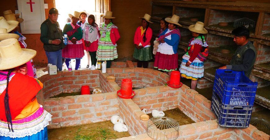 organizaciones agrarias de mujeres productoras de cuye Sedir Perú