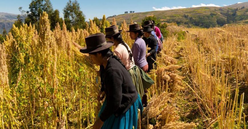 organizaciones agrarias de mujeres productoras de quinua Perú