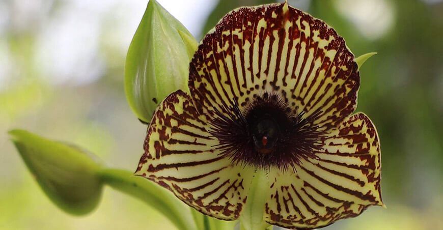 Bosque Nublado Amaru, “el paraíso de las orquídeas”,