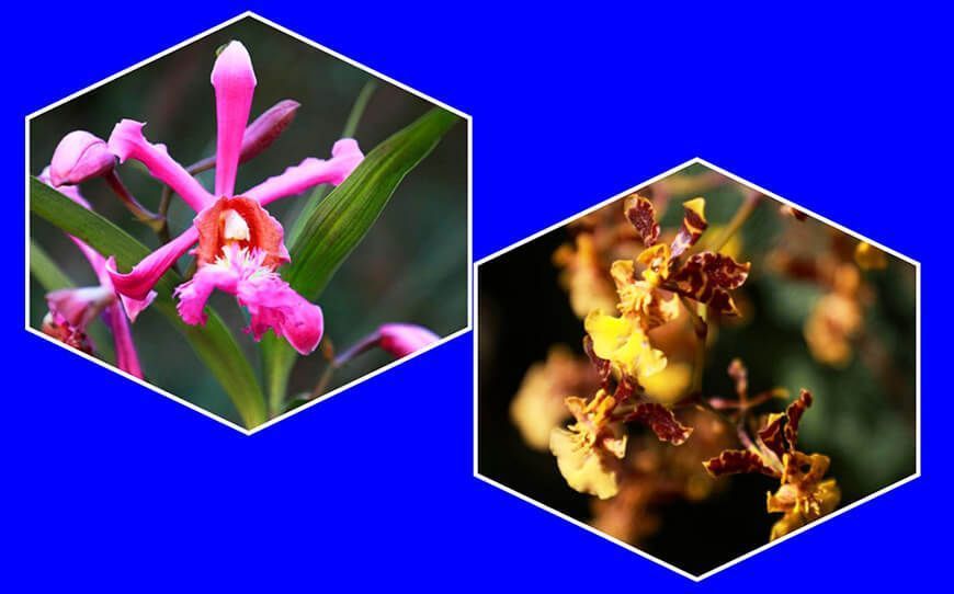 Registran especies amenazadas de orquídeas en Pariahuanca