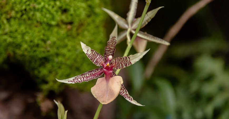 orquídeas Perú