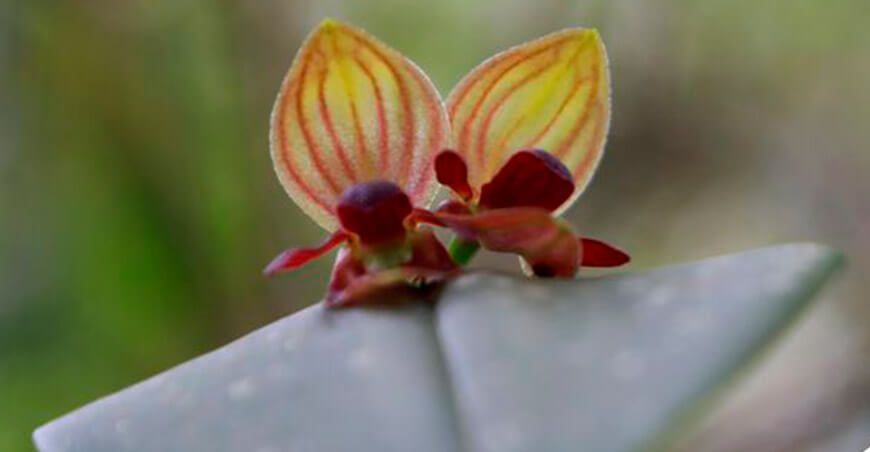 orquídeas en zona de agrobiodiversidad de Pariahuanca